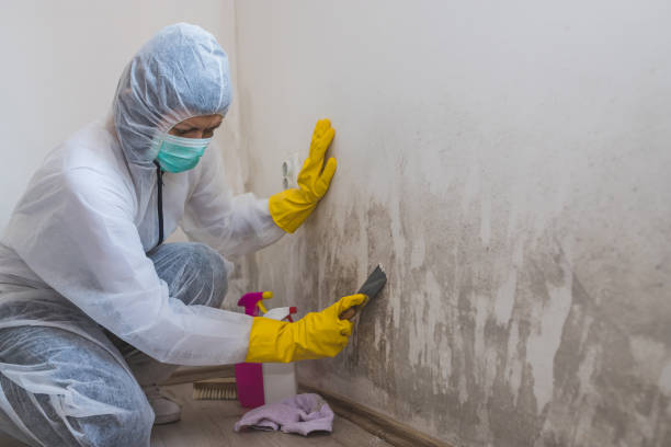 Best Black Mold Removal  in Dalton, GA