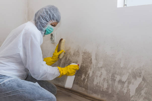 Best Mold Damage Repair  in Dalton, GA