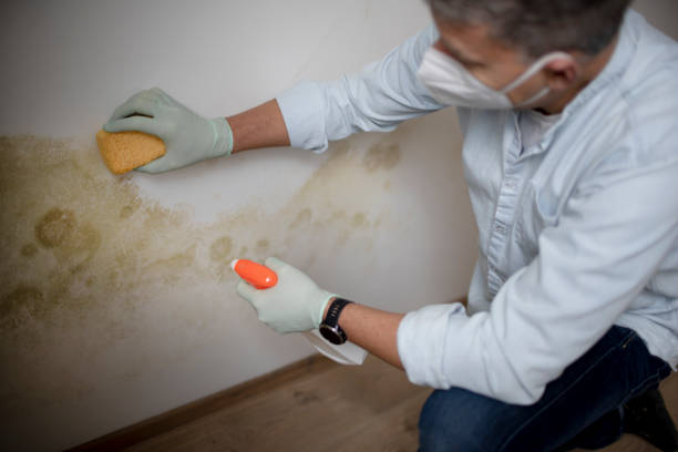 Best Mold Testing  in Dalton, GA