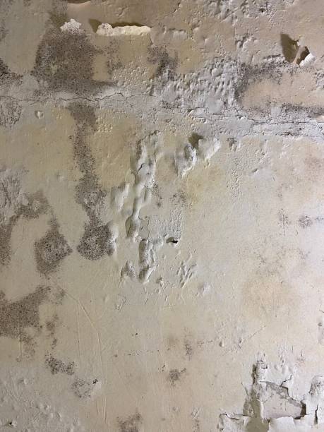 Reliable Dalton, GA Mold Removal Solutions