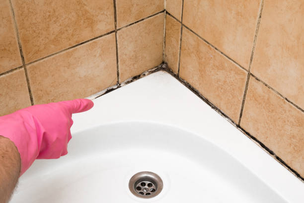 Best Local Mold Removal Service  in Dalton, GA