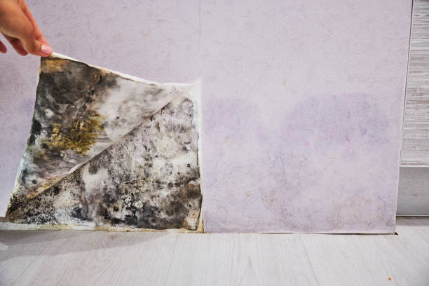 Best Home Mold Removal  in Dalton, GA